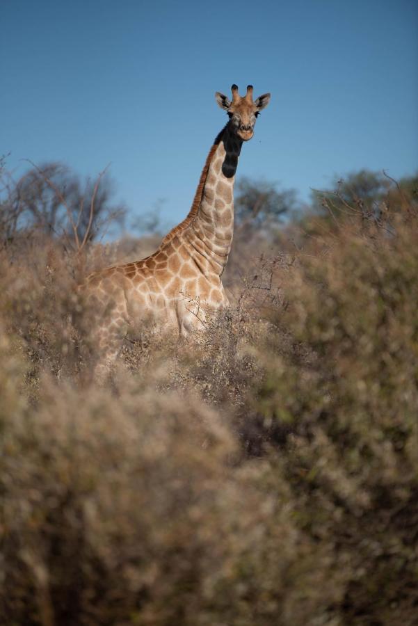 Morakane Safari Lodge Vryburg エクステリア 写真